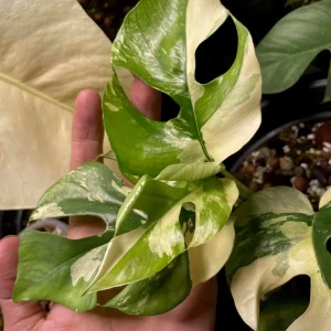 Rhaphidophora tetrasperma variegata