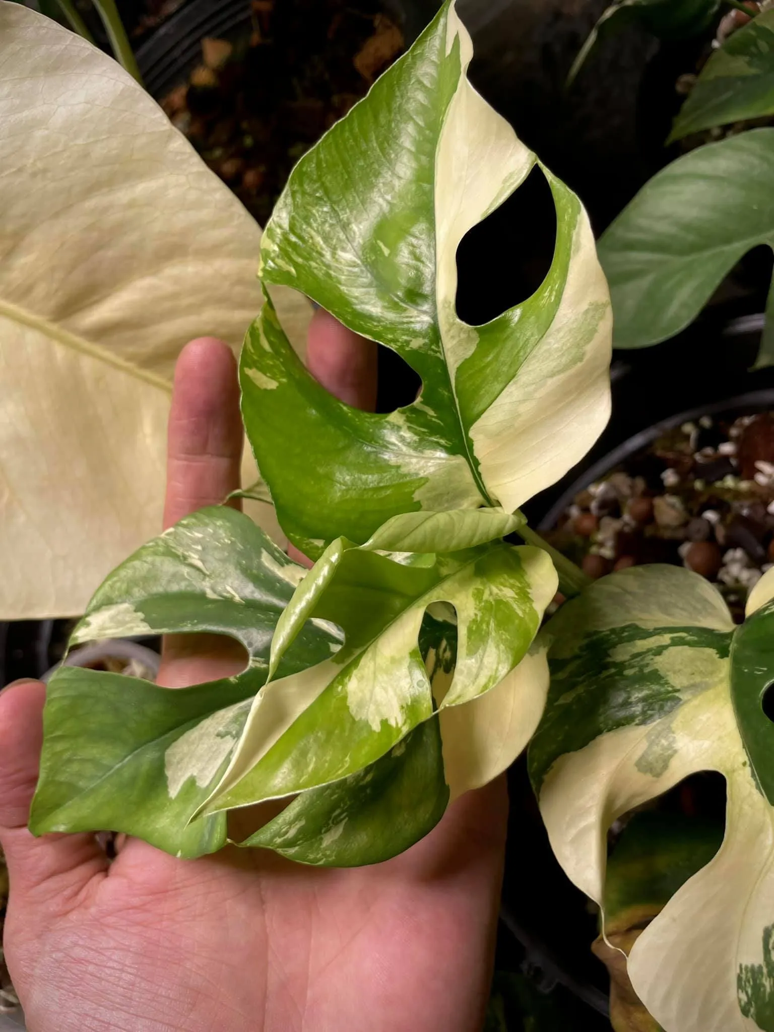 Rhaphidophora tetrasperma variegata