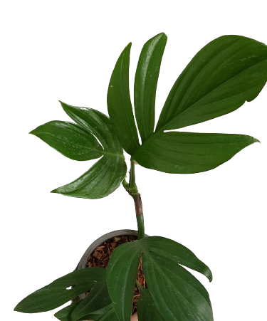 Rhaphidophora decursiva - Image 2
