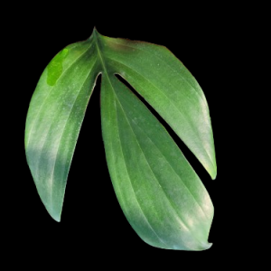Rhaphidophora decursiva