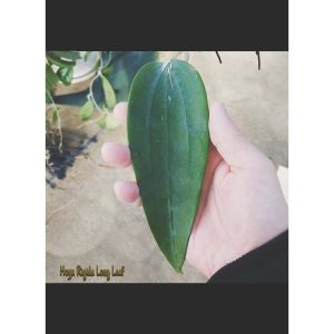 Hoya rigida long leaf ( rooted cutting )
