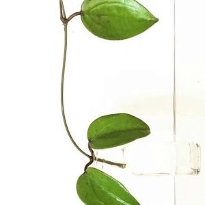 Hoya rigida short leaf  ( rooted cutting )