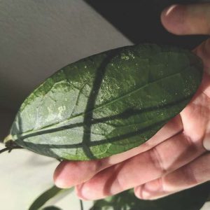 Hoya rinzii from borneo  ( rooted cutting )