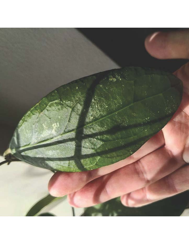 Hoya rinzii from borneo ( rooted cutting )