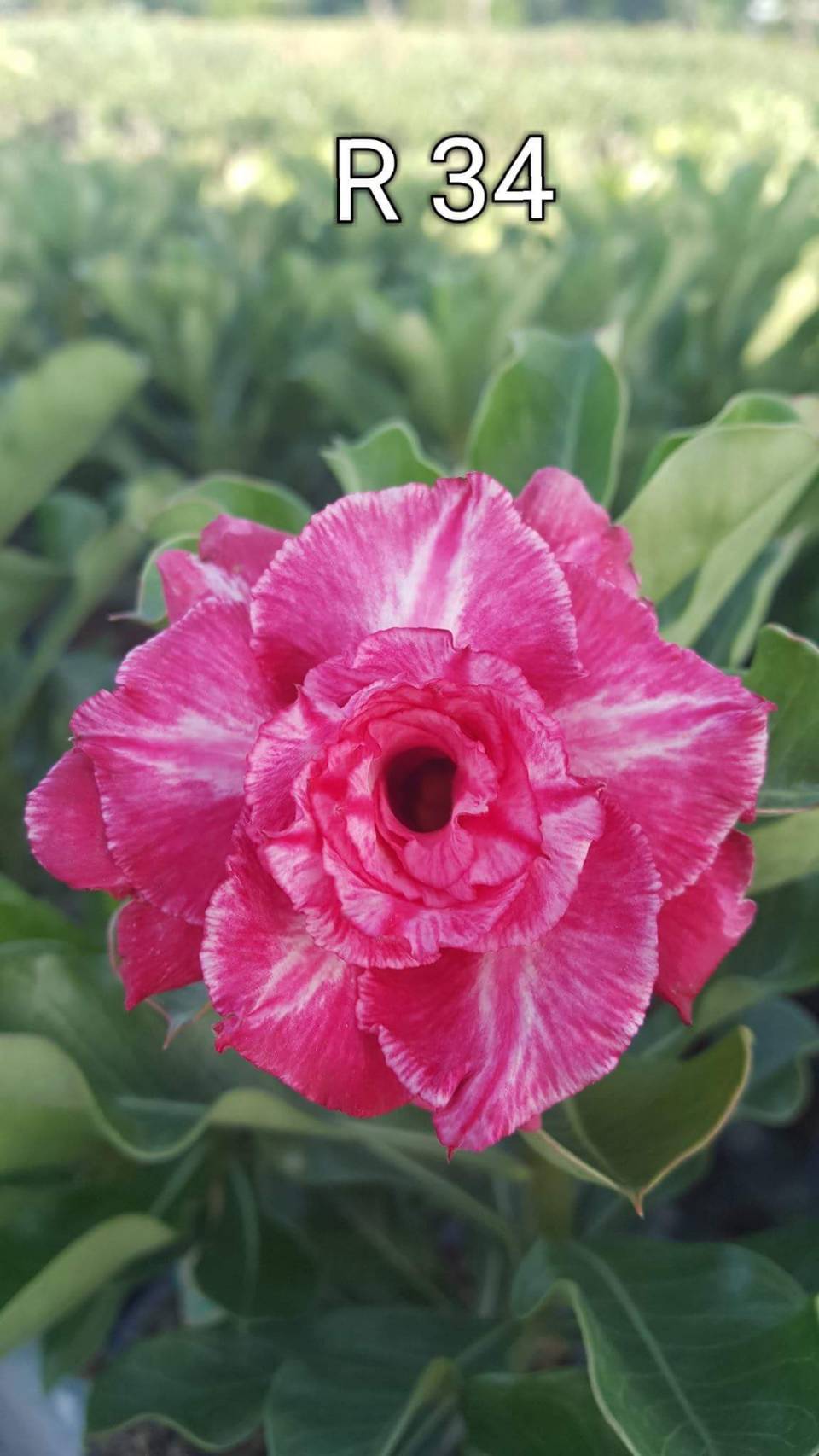 Adenium Rung Taveesap
