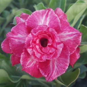 Adenium Rungsap