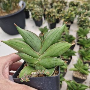 Sansevieria Bilbao