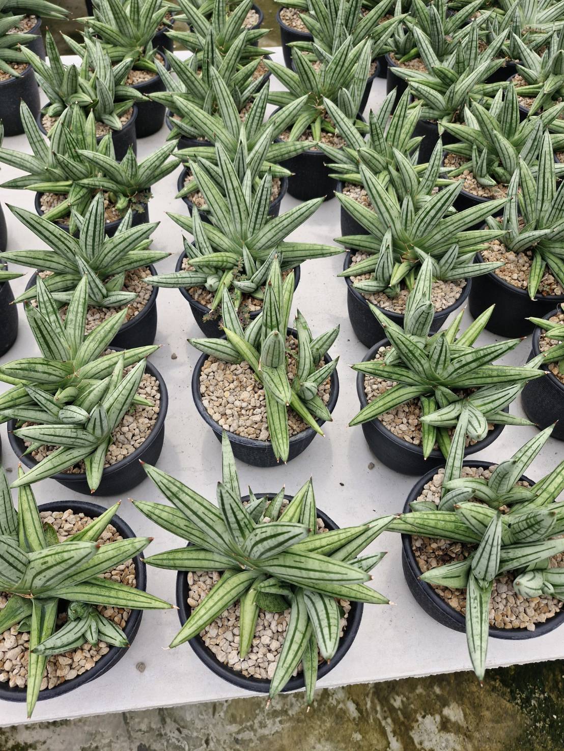 Sansevieria Fatman - Image 2