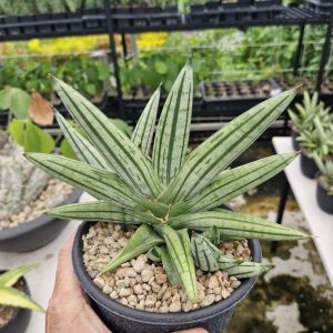 Sansevieria Fatman