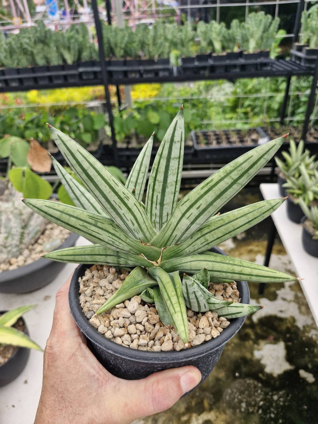 Sansevieria Fatman