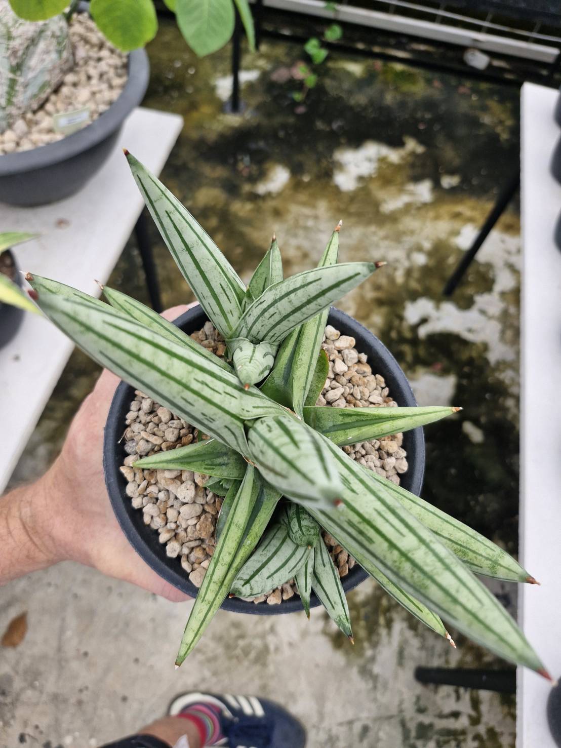 Sansevieria Fatman - Image 3