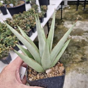 Sansevieria Frozen Thron