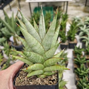 Sansevieria Rockman