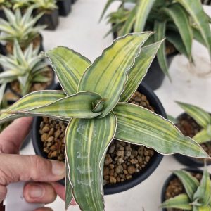 Sansevieria blue Kew variegated