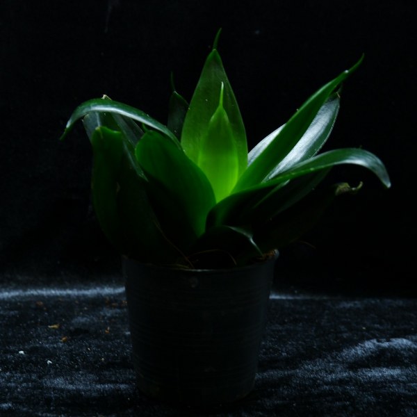 Sansevieria Black Dragon