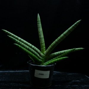 Sansevieria boncell large