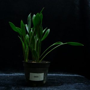 Sansevieria concinna