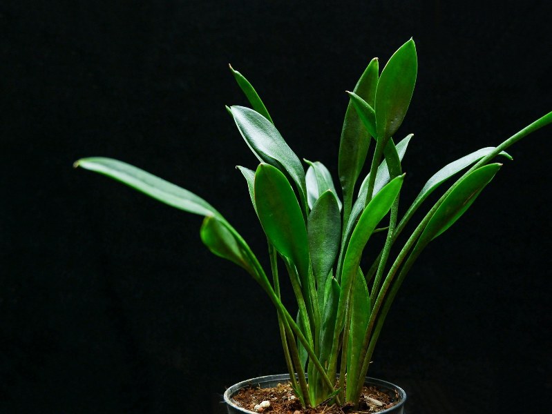 Sansevieria concinna - Image 2