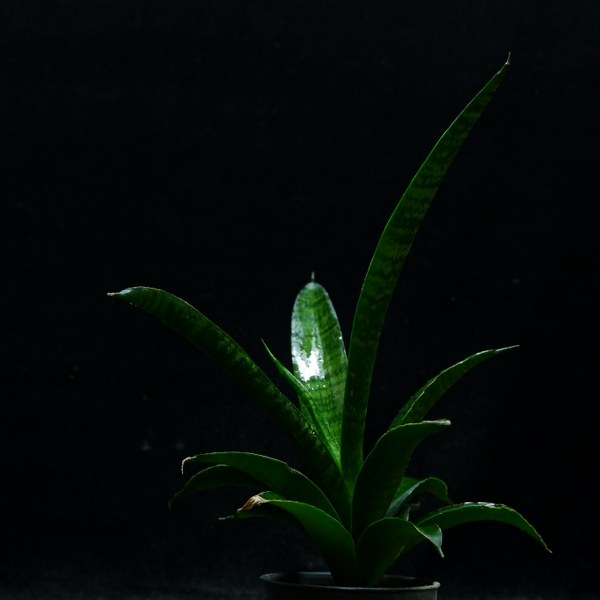 Sansevieria crocodile