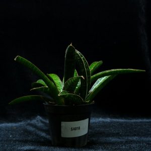 Sansevieria fisheri