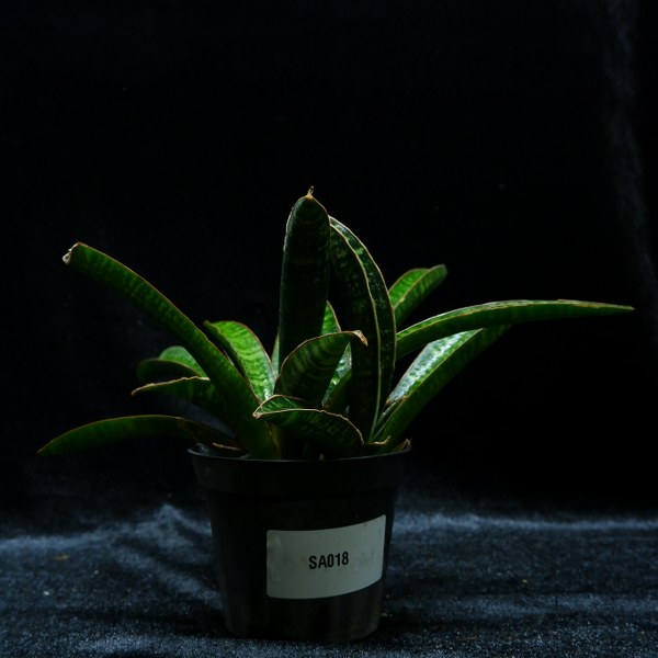 Sansevieria fisheri