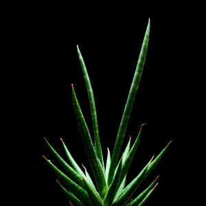 Sansevieria francisii