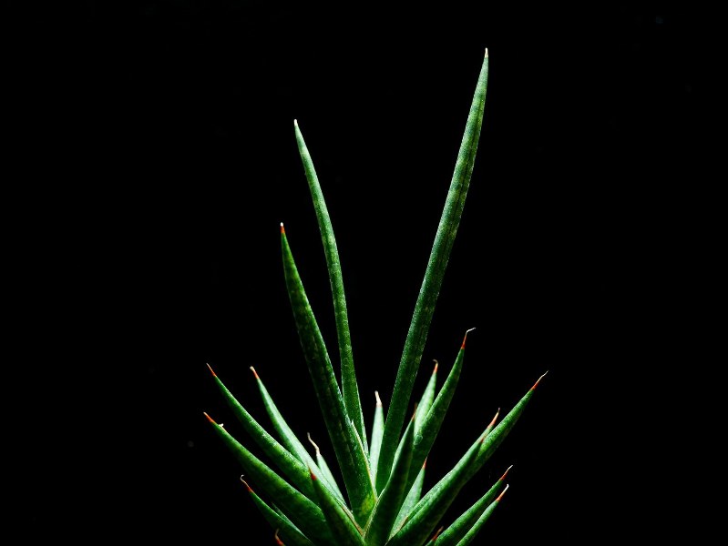 Sansevieria francisii