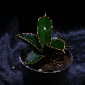 Sansevieria samurai
