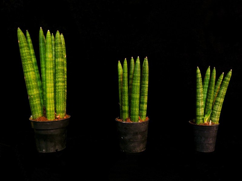 Sansevieria cilindrica large