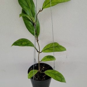 Hoya IML 1029(large)