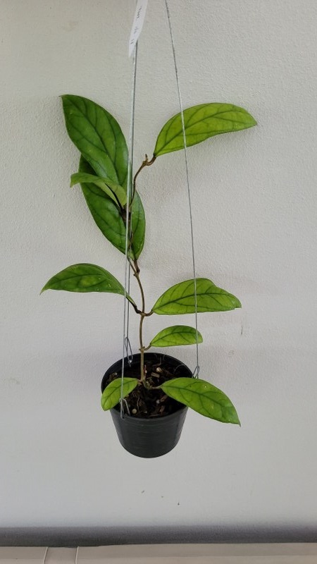 Hoya IML 1029(large)