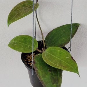 Hoya IV WMZ (large)