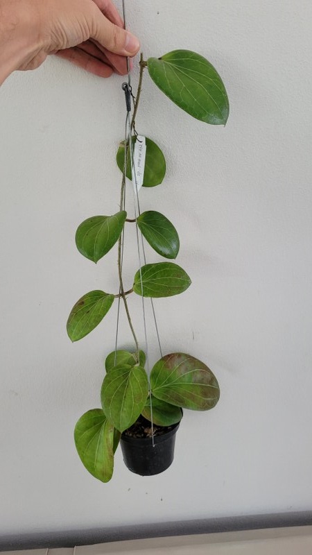 Hoya sp. png sv 432 6 ( rooted cutting )