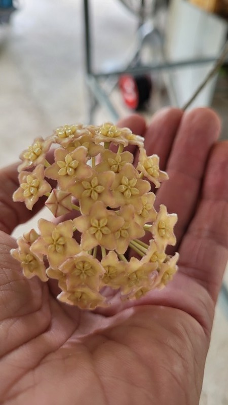 Hoya sp. png sv 422 6 ( rooted cutting )