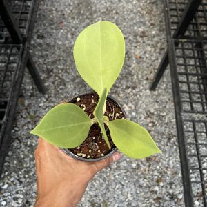 Hoya pachyclada (rooted cutting)