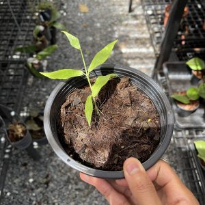 Hoya polyneura / fishtail Hoya (rooted cutting)