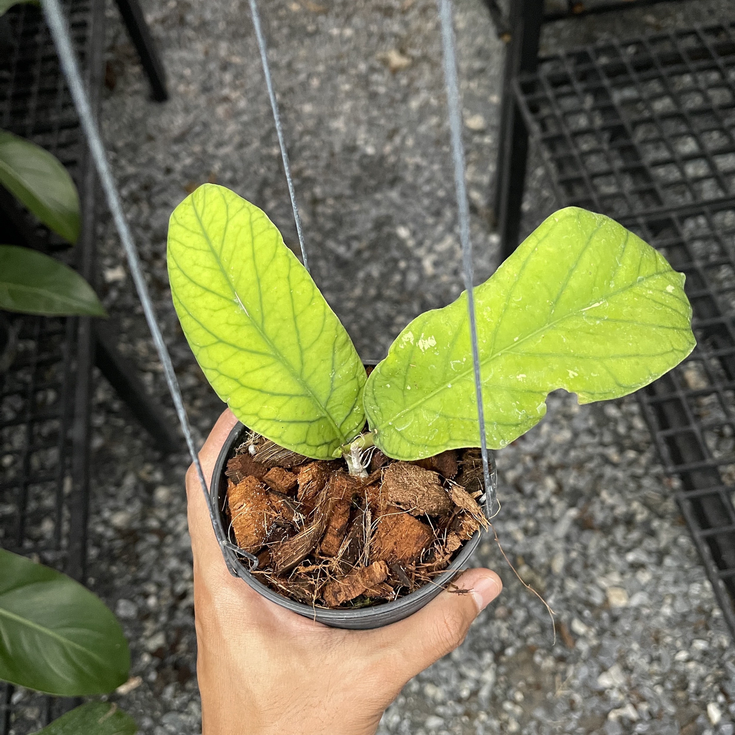 Hoya meredithii (rooted cutting)