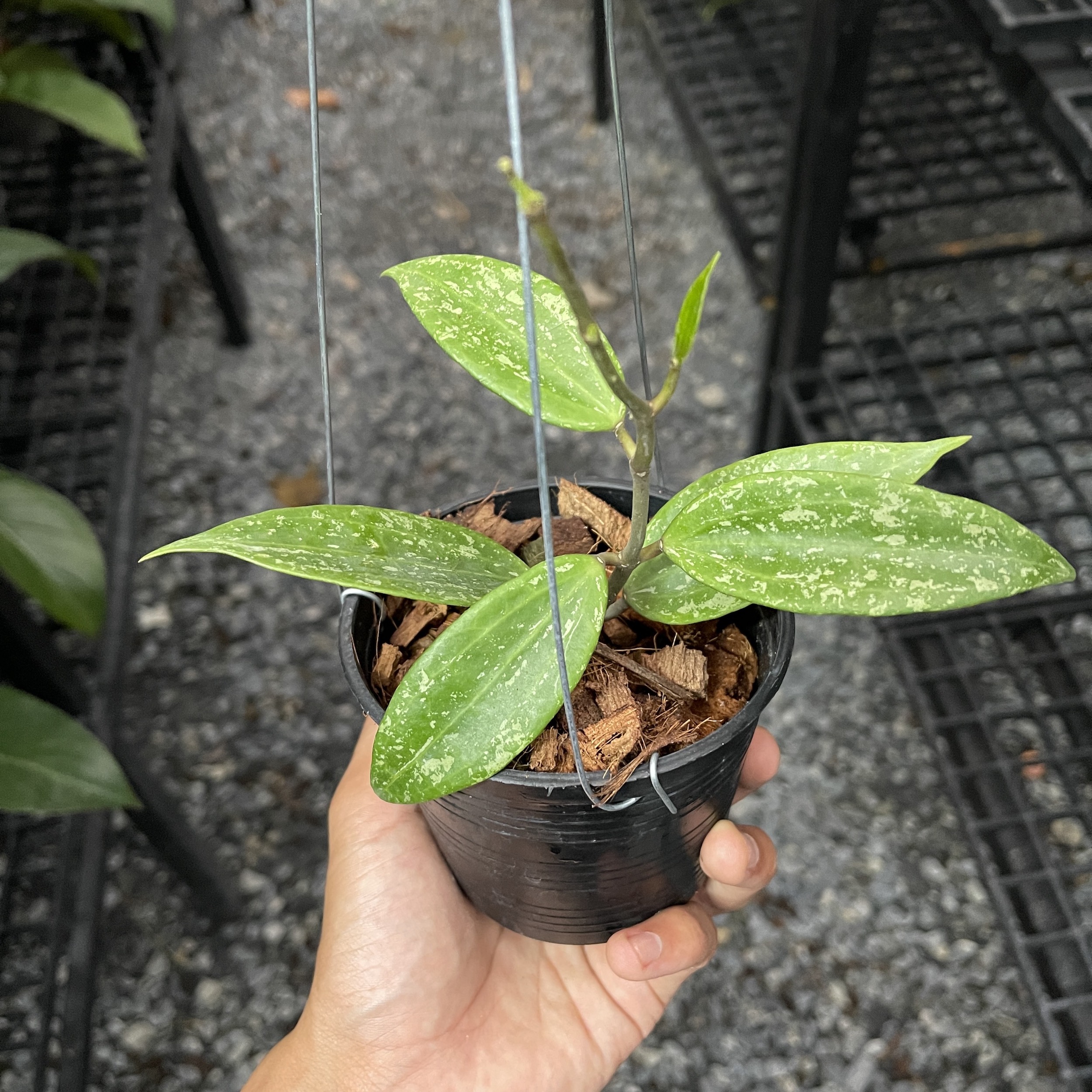 Hoya rangsan (rooted cutting)