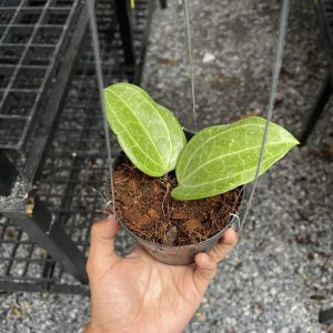 Hoya sulawesii (rooted cutting)