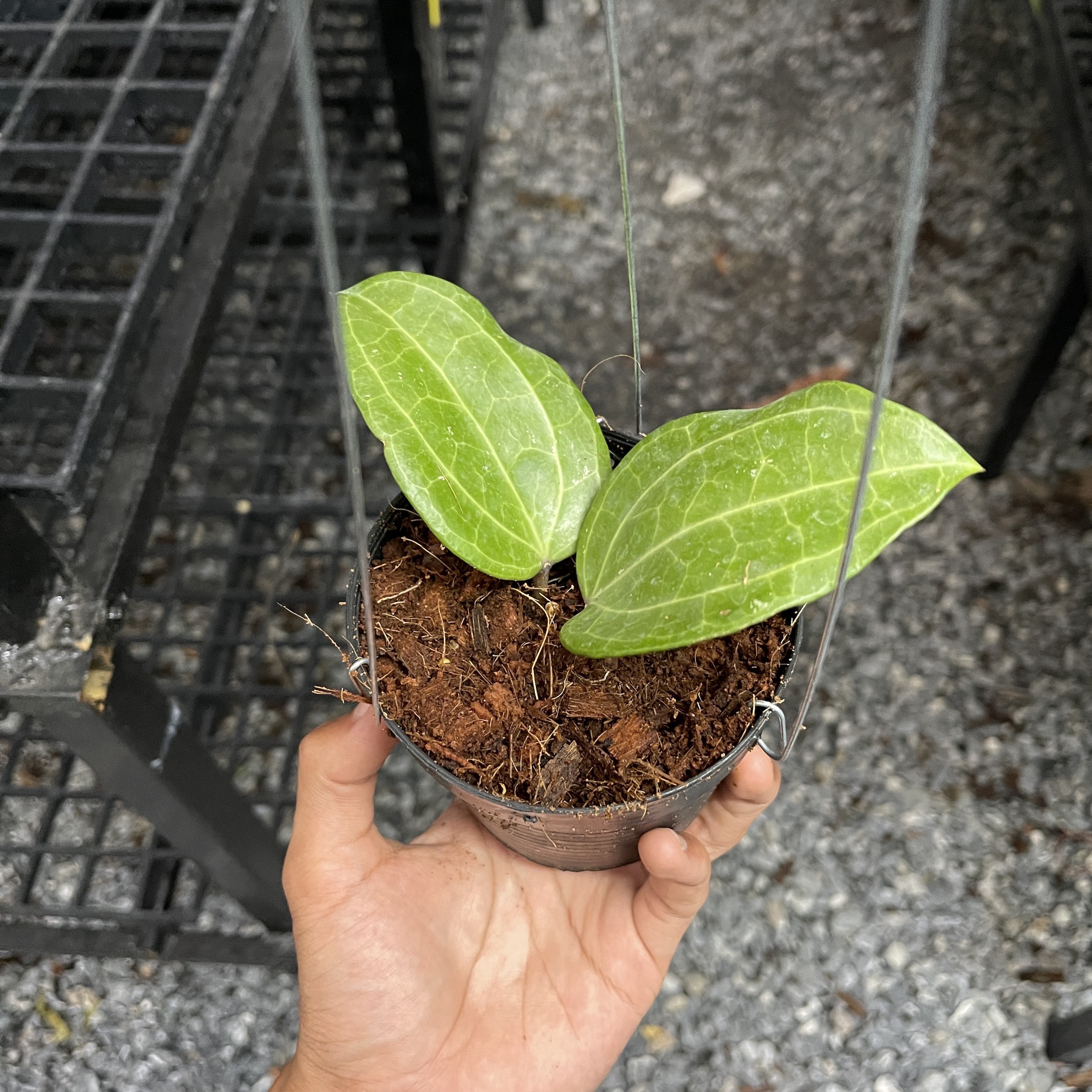 Hoya sulawesii (rooted cutting)