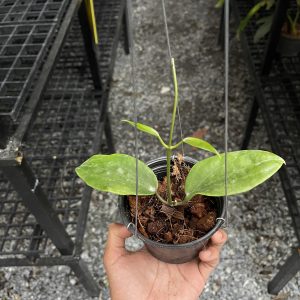 Hoya pentaphlebia (rooted cutting)