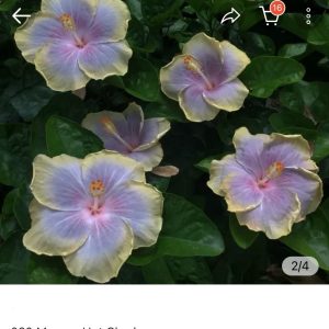 Hibiscus Moorea Hot Charlie (020)