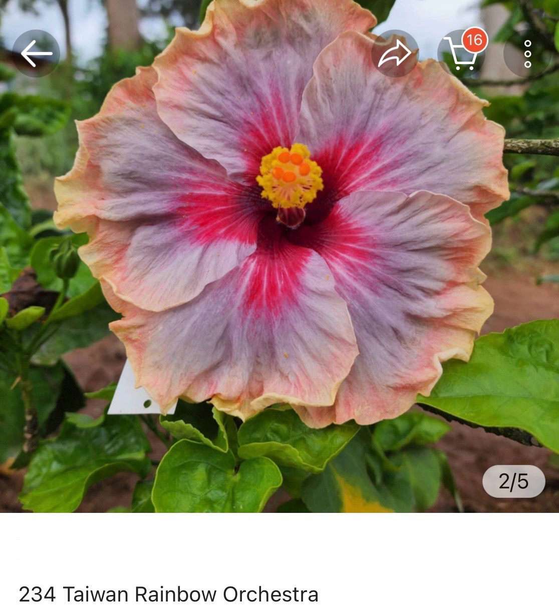 Hibiscus Taiwan Rainbow Orchestra (234)