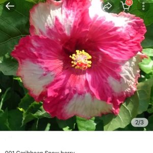 Hibiscus Caribbean Snow Berry (001)