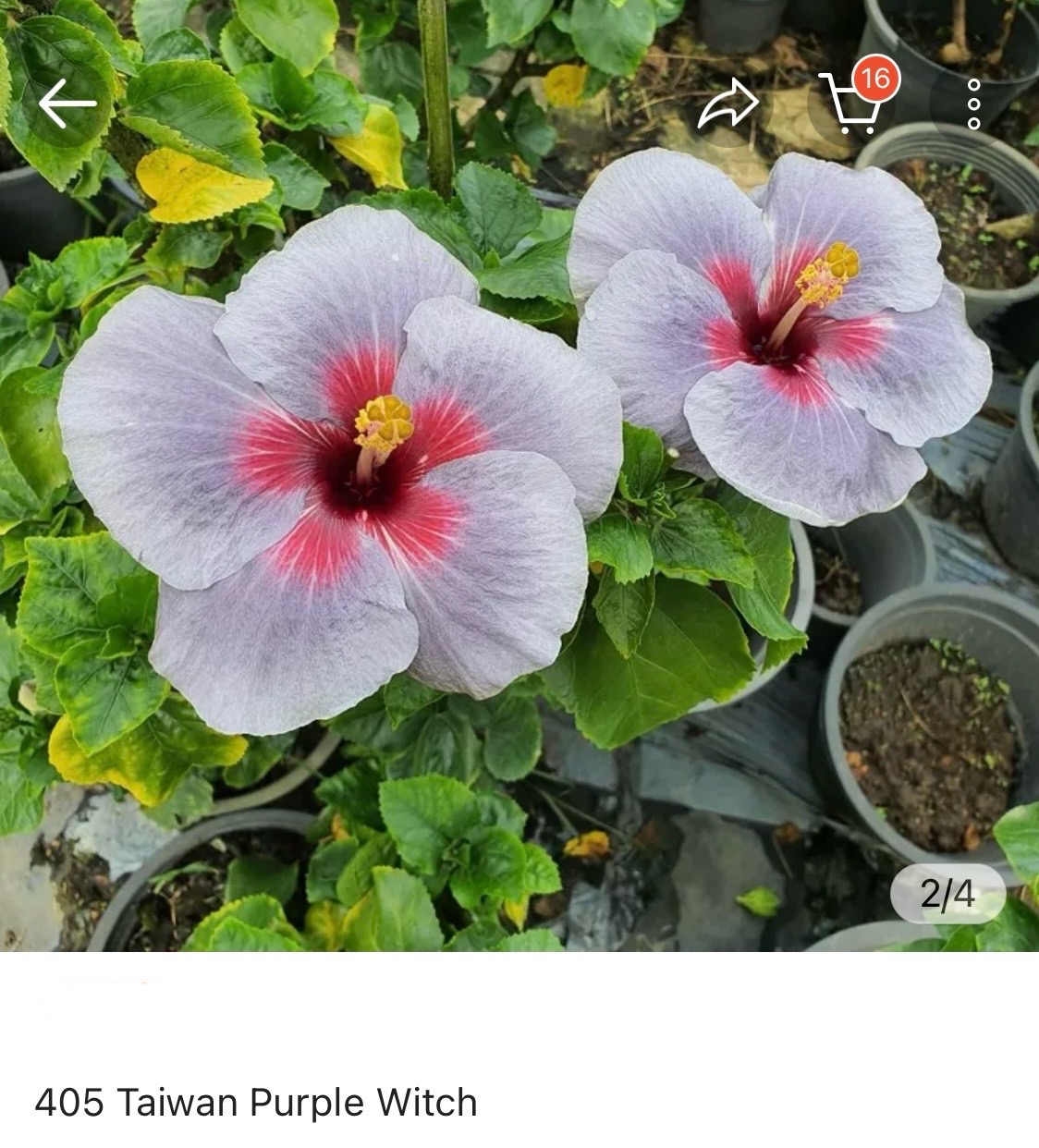 Hibiscus Taiwan Purple Witch (405)