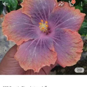 Hibiscus Francis Church (022)