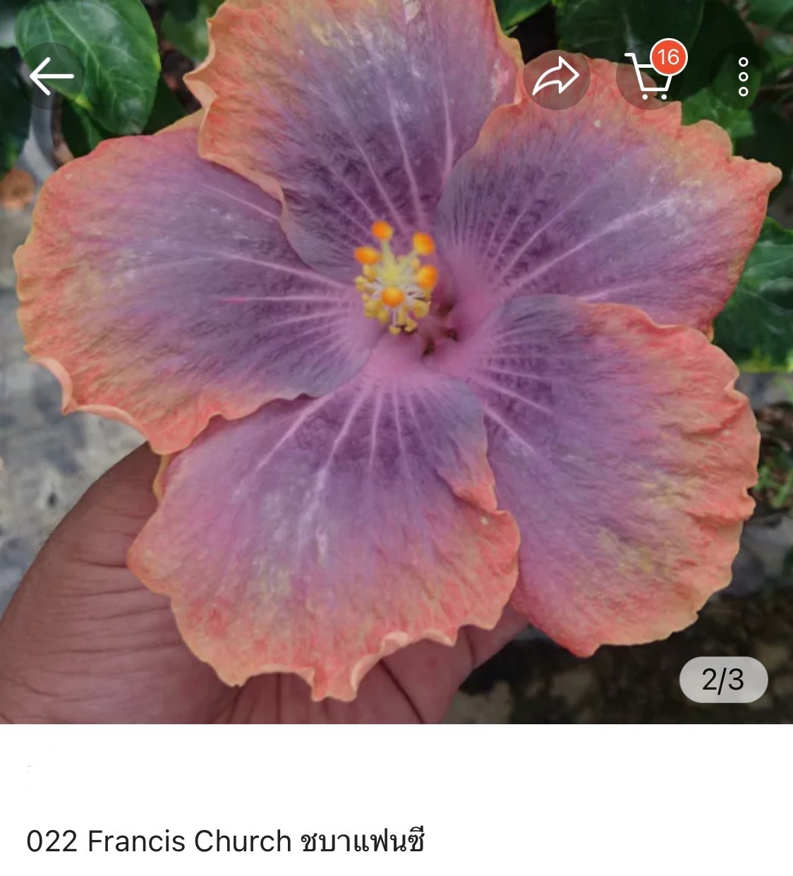 Hibiscus Francis Church (022)