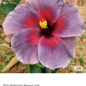 Hibiscus Midnight Sharp Light (303)