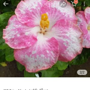 Hibiscus Erica Nicole (416)