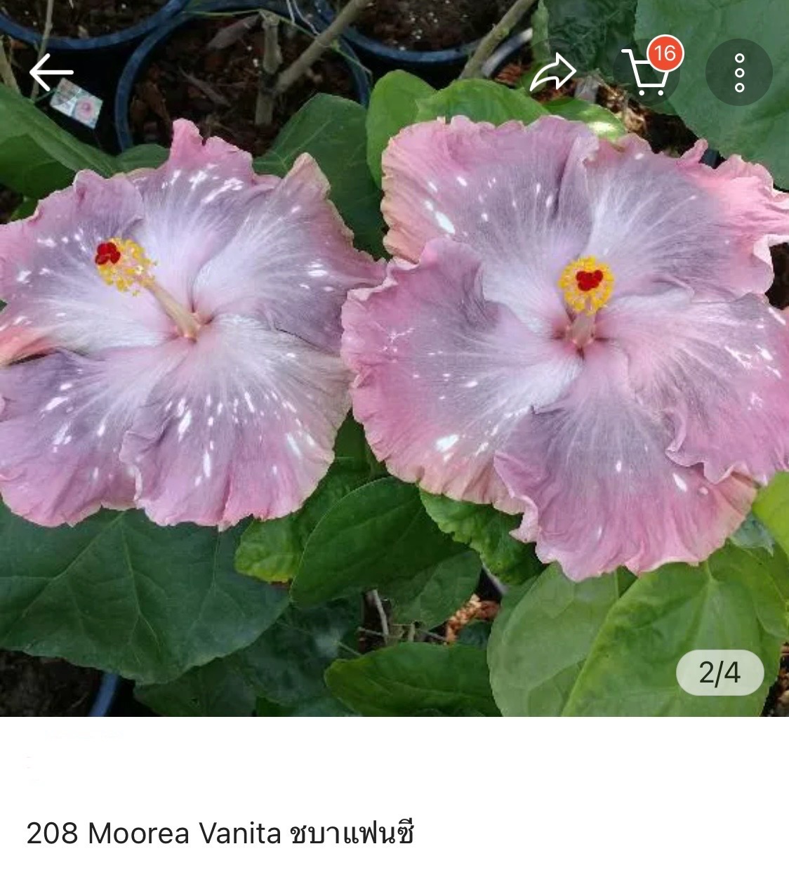 Hibiscus Moorea Vanita (208)